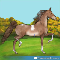 Horse Color:Brown Pearl Tobiano 