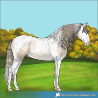 Horse Color:Brown Snowdrop Pearl Splash Tobiano Appaloosa 