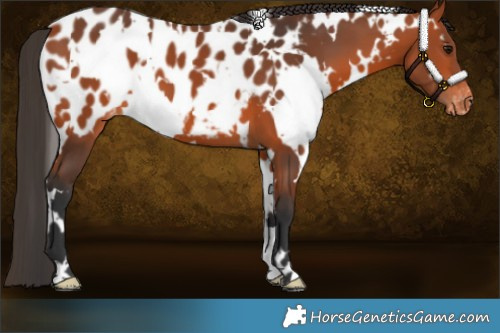 Horse Color:White Spotted Bay Appaloosa 