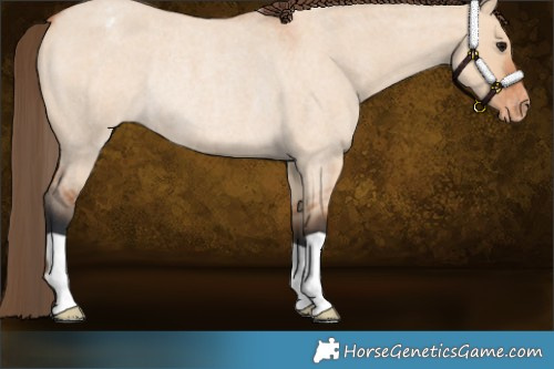 Horse Color:Bay Roan Dun Appaloosa Rabicano 
