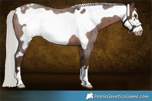 Horse Color:Silver Brown Roan Frame Appaloosa 