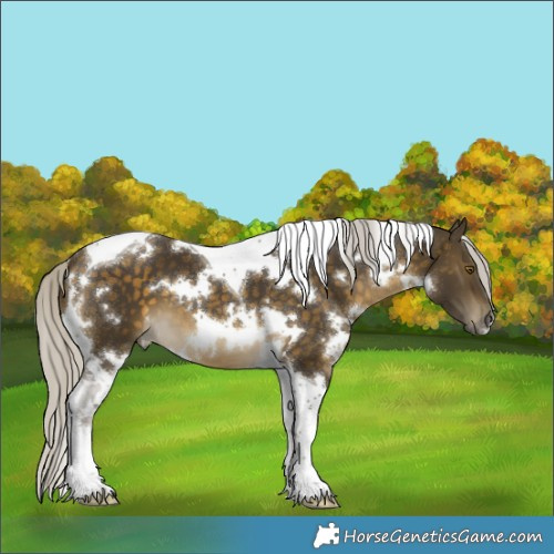 Horse Color:White Spotted Silver Buckskin Tobiano 