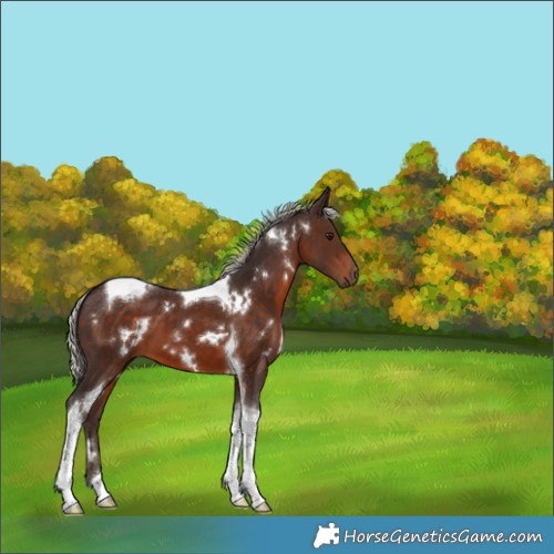 Horse Color:White Spotted Silver Brown Tobiano 