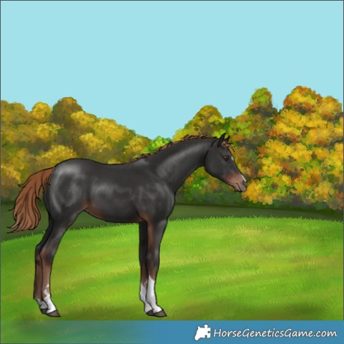 Horse Color:Liver Chestnut Tobiano