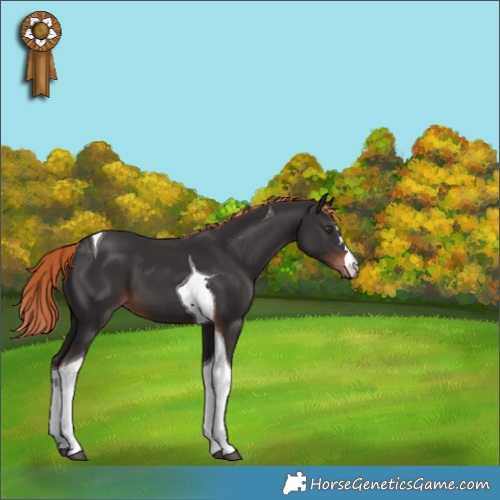 Horse Color:Liver Chestnut Tobiano