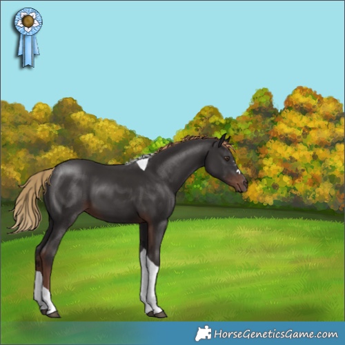 Horse Color:Liver Chestnut Tobiano 