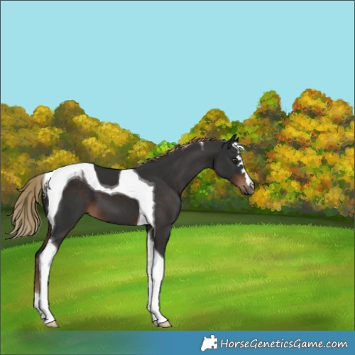 Horse Color:Liver Chestnut Tobiano 