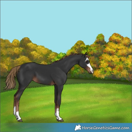 Horse Color:Liver Chestnut 