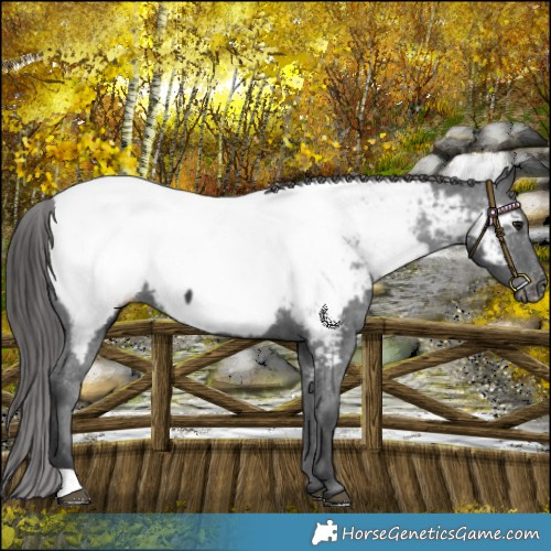 Horse Color:Black Appaloosa