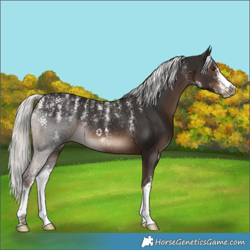 Horse Color:Powder White White Spotted Liver Chestnut Mushroom Rabicano 