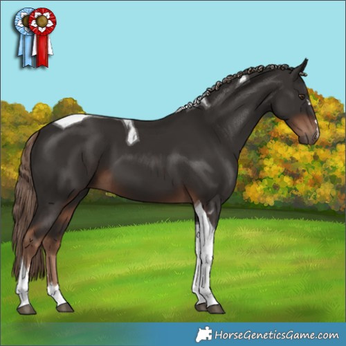 Horse Color:Liver Chestnut Tobiano 