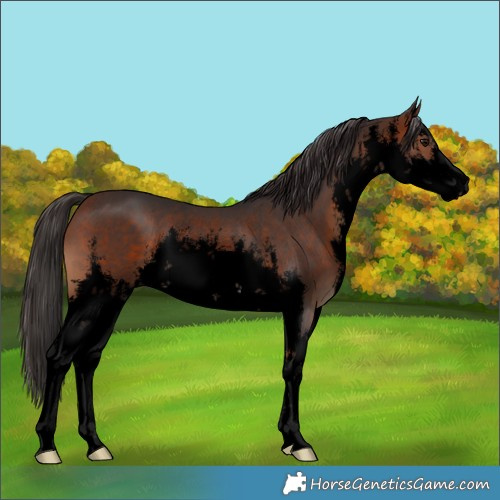 Horse Color:Void White Spotted Bay Rabicano