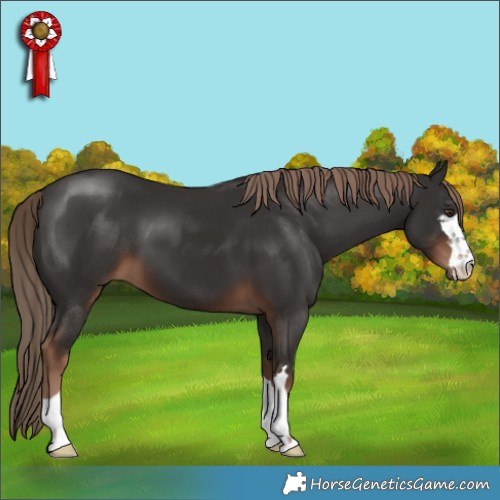 Horse Color:Liver Chestnut 