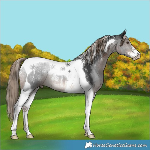 Horse Color:Powder White Liver Chestnut Tobiano 
