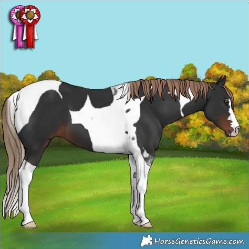 Horse Color:Liver Chestnut Tobiano 