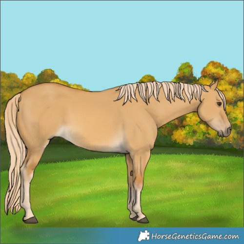 Horse Color:Palomino Dun