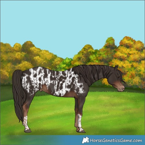 Horse Color:Liver Chestnut  and Liver Chestnut Near Leopard 