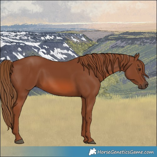 Horse Color:Chestnut 