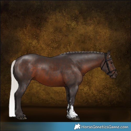 Horse Color:Silver Brown Sabino