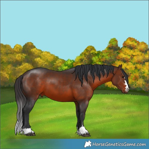 Horse Color:Brown 