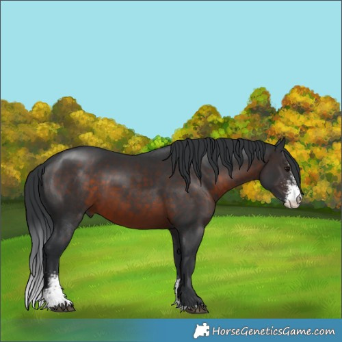 Horse Color:Brown Sabino 