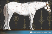 Horse Color:Amber Champagne Leopard  and Amber Champagne Leopard 