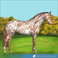 Horse Color:Gold Champagne Appaloosa  and Gold Champagne Appaloosa 