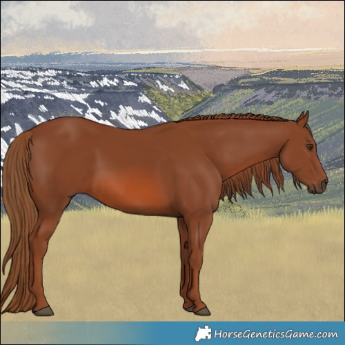 Horse Color:Chestnut 