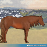 Horse Color:Chestnut 