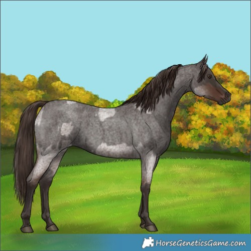 Horse Color:Liver Red Roan and Liver Red Roan