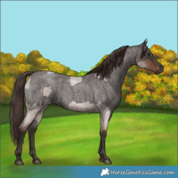 Horse Color:Liver Red Roan and Liver Red Roan