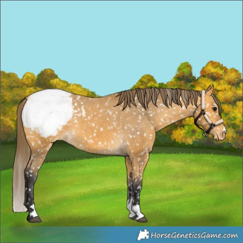 Horse Color:Buckskin Appaloosa 
