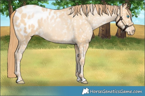 Horse Color:Buckskin Pearl Appaloosa