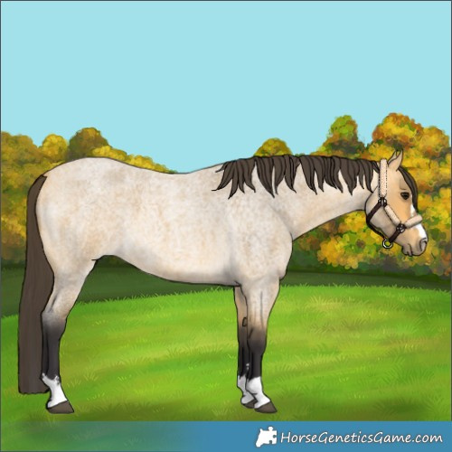 Horse Color:Buckskin Roan 