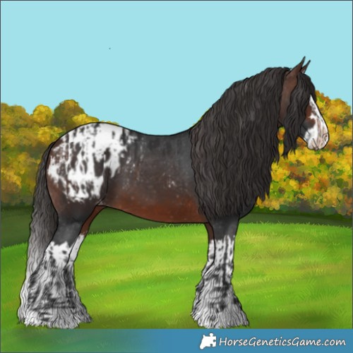 Horse Color:Brown Appaloosa  and Brown Splash Appaloosa 