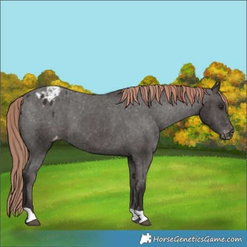 Horse Color:Liver Chestnut Appaloosa 