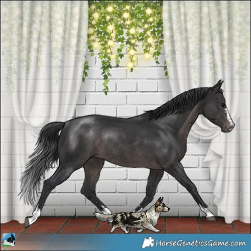 Horse Color:Platinum Brown Rabicano