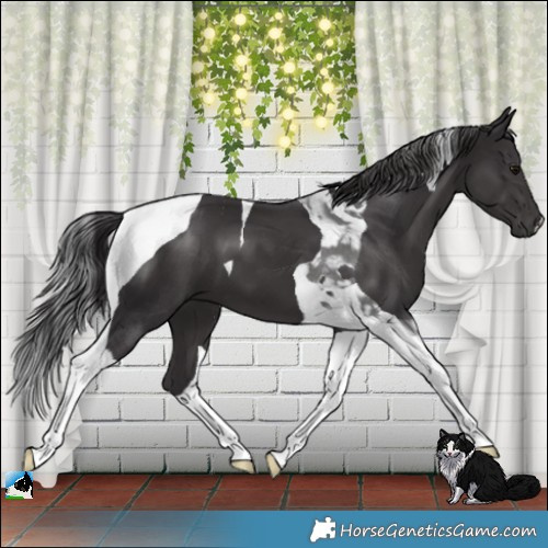 Horse Color:Platinum Smoky Black Tobiano 