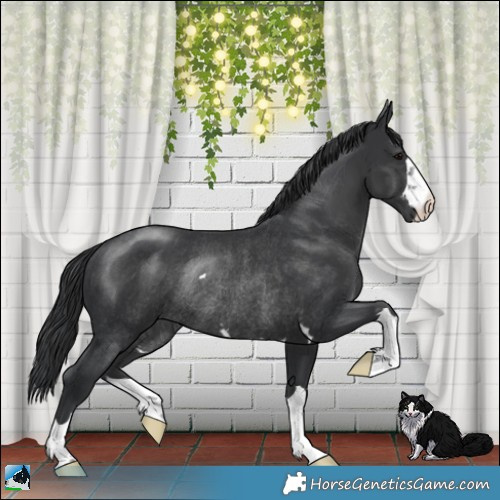 Horse Color:Platinum Black Rabicano 