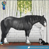 Horse Color:Platinum Black Rabicano 