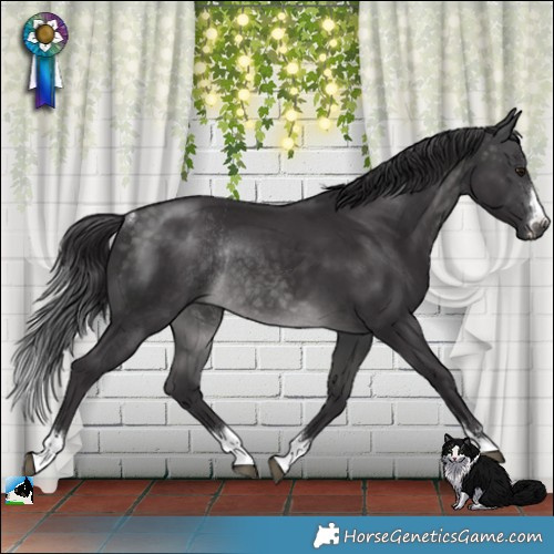 Horse Color:Platinum Buckskin Rabicano 