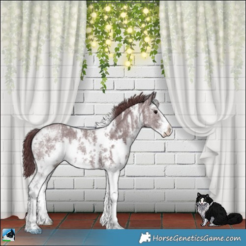 Horse Color:White Spotted Chocolate Smoky Black Sabino 