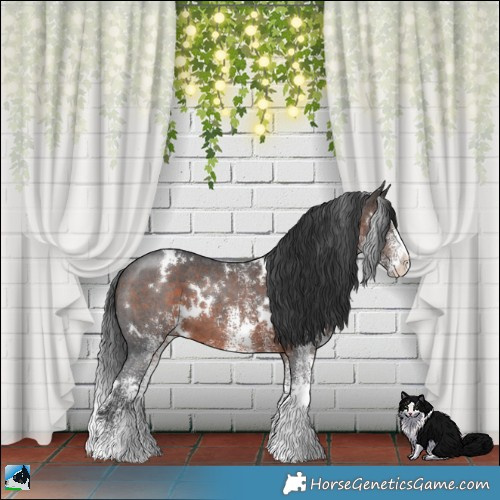 Horse Color:White Spotted Brown 
