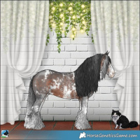 Horse Color:White Spotted Brown 