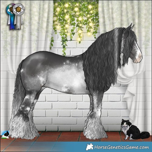 Horse Color:White Spotted Black Splash Rabicano 