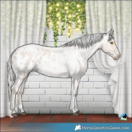 Horse Color:Silver Blue Roan Pearl Tobiano Frame Appaloosa 