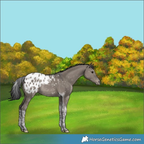 Horse Color:Grullo Tobiano Appaloosa Rabicano 
