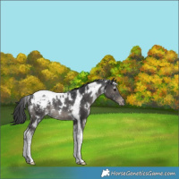 Horse Color:White Spotted Black Tobiano Snowflake Varnish Rabicano 