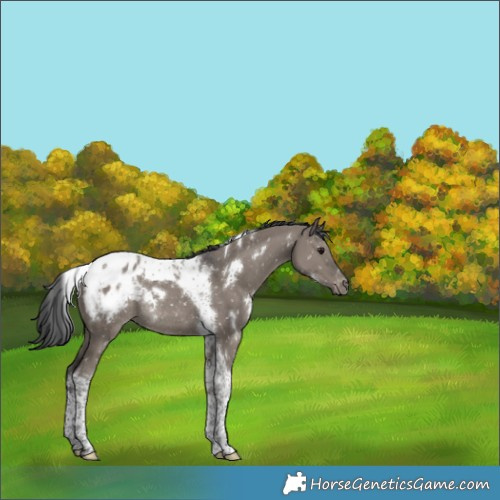 Horse Color:White Spotted Grullo Tobiano Snowflake Varnish Rabicano 