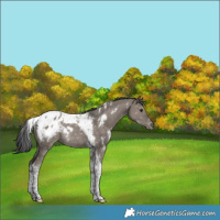 Horse Color:White Spotted Grullo Tobiano Snowflake Varnish Rabicano 
